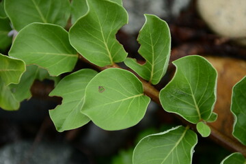 Korean Chaste Tree with Autumn Leaves and Berries - Vitex rotundifolia

