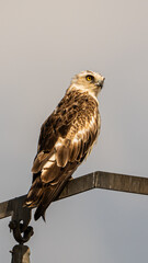 aguila culebrera 
