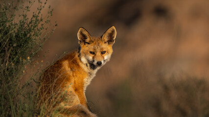red fox vulpes