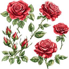 Fototapeta premium rose 