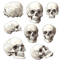 skull 