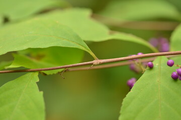 Callicarpa japonica - Korean Beautyberry with Purple Fruits, Flowers, and Bark

