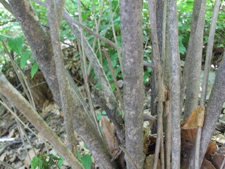 Callicarpa japonica - Korean Beautyberry with Purple Fruits, Flowers, and Bark

