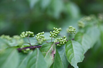 Callicarpa japonica - Korean Beautyberry with Purple Fruits, Flowers, and Bark

