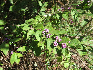 Callicarpa japonica - Korean Beautyberry with Purple Fruits, Flowers, and Bark

