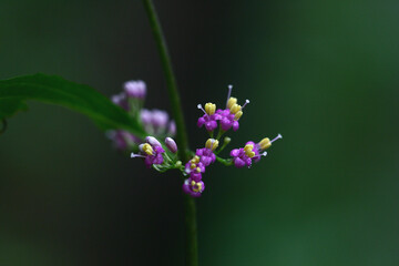 Callicarpa japonica - Korean Beautyberry with Purple Fruits, Flowers, and Bark

