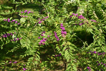 Callicarpa japonica - Korean Beautyberry with Purple Fruits, Flowers, and Bark

