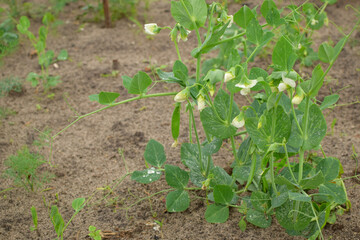 Peas, young bush on the ground. Plants in the garden. Ecological cultivation.