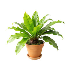 Bird's Nest Fern plant design 3.png, Bird's Nest Fern plant design