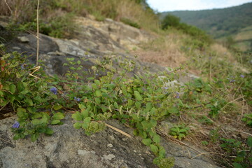 Caryopteris incana - Korean Bluebeard Shrub with Purple Flowers in Wild Habitat

