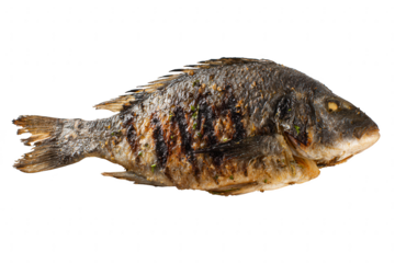 Grilled Fish Dish