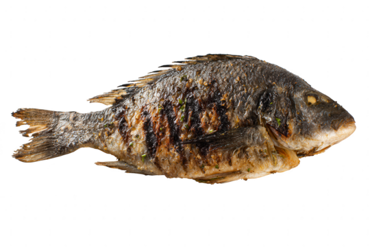 Grilled Fish Dish