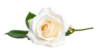 Fototapeta premium Elegant white rose with delicate petals and leaves.