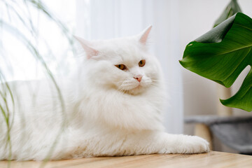 A white fluffy cat lies on the table next to the cat grass. Vitamins for domestic cats