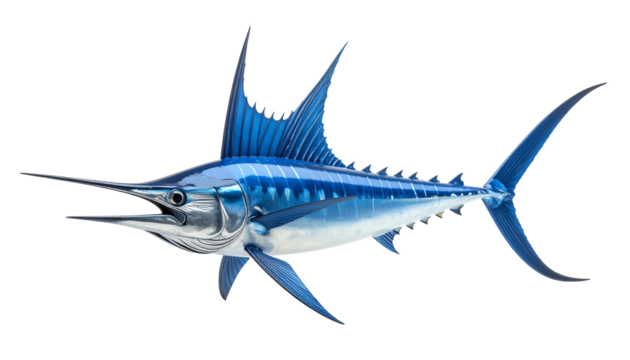 Vibrant blue marlin swimming gracefully.