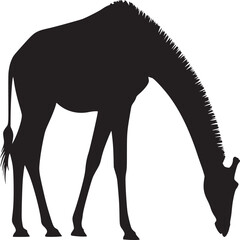 Silhouette of a giraffe grazing with its head down on a white background in a simple illustration