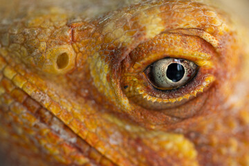 The Piercing Eyes of an Agama Lizard, close-up