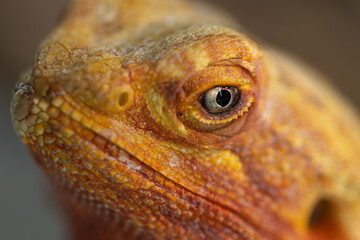 The Piercing Eyes of an Agama Lizard, close-up