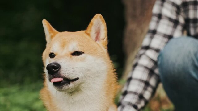 young man in plaid shirt playing training petting hugging and kissing his dog during summer park walk happy loving companionship concept lifestyle
