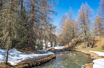 view of alpine river  crossing a forest in mountain with some snow in tarentaise valley in Savoie france Le Monal sainte Foy