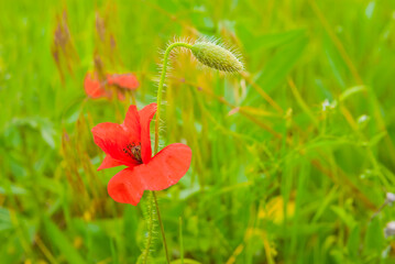 closeup red poppy flowers in green grass, beautiful summer wild flowers background
