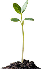 young plant in soil