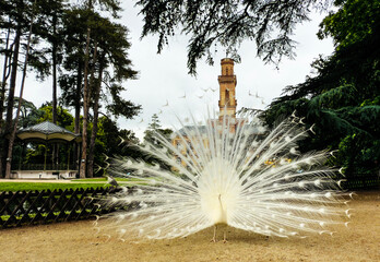 peacocks in the famous Massey Gardens in Tarbes, France