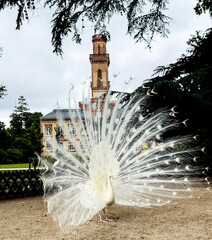 peacocks in the famous Massey Gardens in Tarbes, France