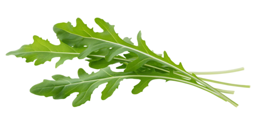 Fresh arugula leaves isolated on white background for salad ingredient and healthy eating concept