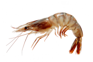 Humboldt Penguin Bird