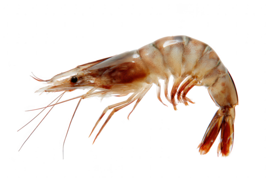 Humboldt Penguin Bird