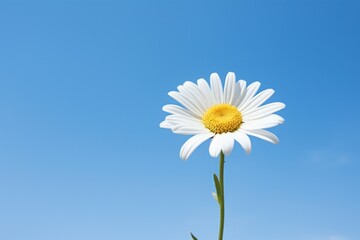 Daisy sky outdoors blossom.