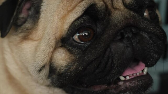 close-up portrait of an adult pug dog looking at the camera, muzzle of a domestic pug