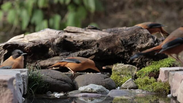 A group of rufous sibias playing , eating and drinking water
