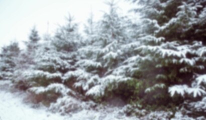 Panoramic view of trees with snow
