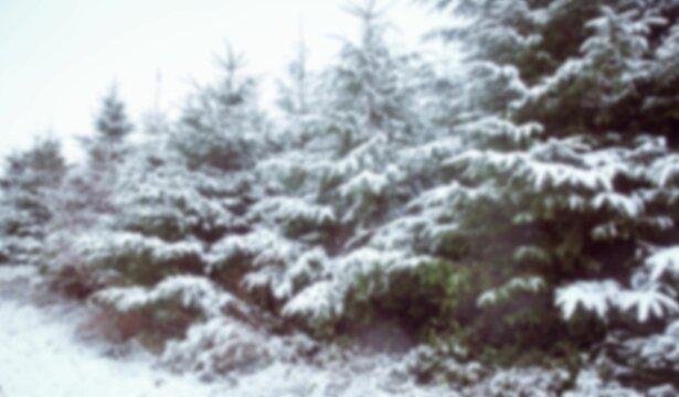 Fototapeta Panoramic view of trees with snow