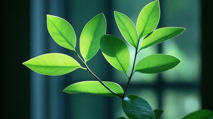 Fresh Green Leaves Illuminated by Soft Light in a Serene Indoor Setting