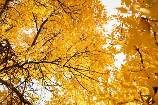 Fototapeta Flat design is showing deciduous branches weaving golden-yellow leaves against pale overcast sky
