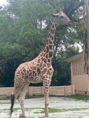 giraffe in the zoo