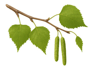 Sprig of birch with fresh leaves and catkins isolated on transparent background, perfect for nature-themed projects