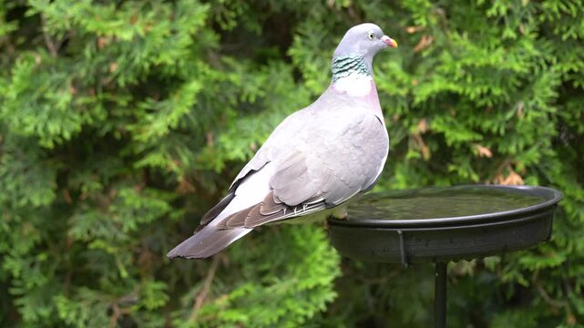 wood pigeon at the birdbath