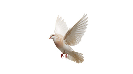 Fototapeta premium White dove in flight against a black background symbolizing peace freedom and serenity gracefully soaring