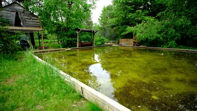 Wide angle shot while panning left to right of dirty green water in melted home made back yard ice rink left as water reservoir for vegetable plants and occupied by frogs - tree house in background