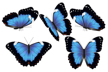 vector realistic butterfly set. Cartoon color volume clip art isolated on transparent background. Hand drown design element.