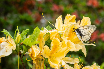 Farfalla sopra il fiore