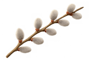 Realistic 3d rendering of a pussy willow branch with fluffy buds, isolated on a transparent background, perfect for spring designs