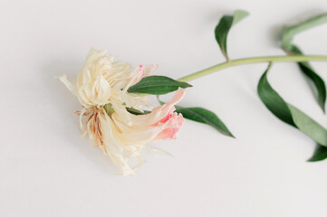 Wilting peony blossom featuring soft pink and cream elegance green leaves drooping against pristine...