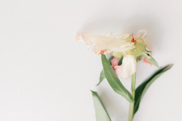 Wilting peony blossom cream soft pink and leaves petals, green white drooping against pristine...
