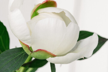 Delicate white macro peony pristine slowly bud exposing layered, creamy petals against opening, white background flower