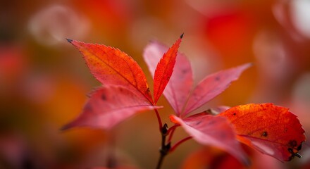 Close-up of red maple leaf in sunlight
